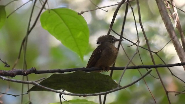 Tropical Royal Flycatcher (Amazonian) - ML643646876