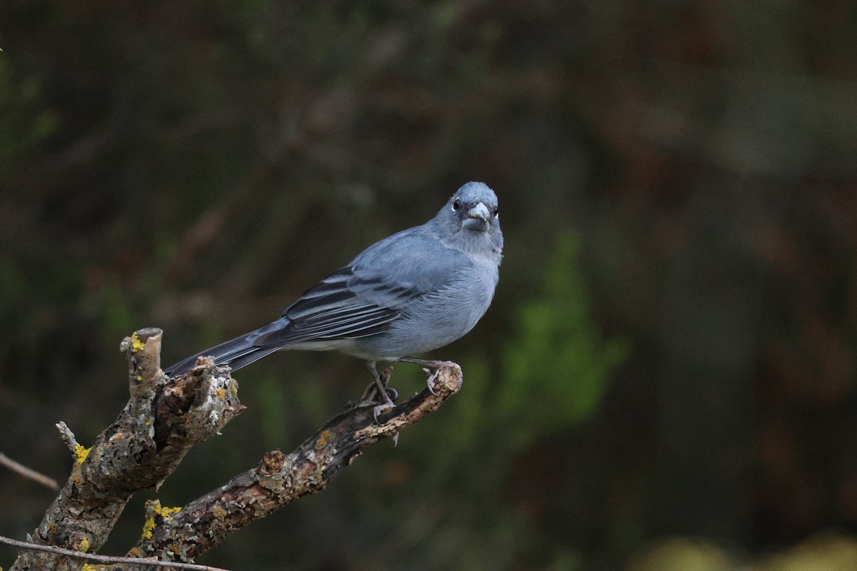 Pinson bleu - ML643646878