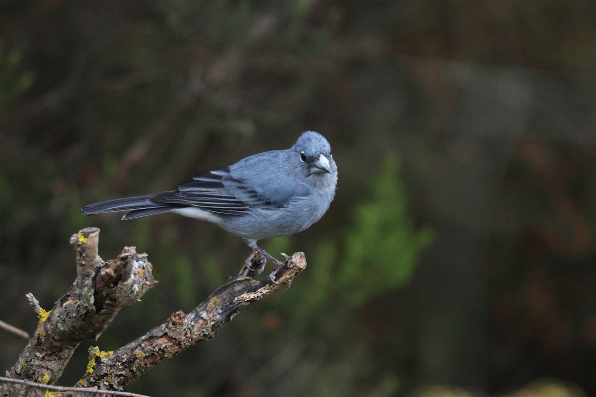 Pinson bleu - ML643646879