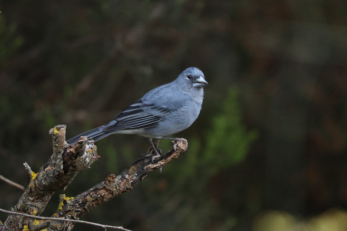 Pinson bleu - ML643646880