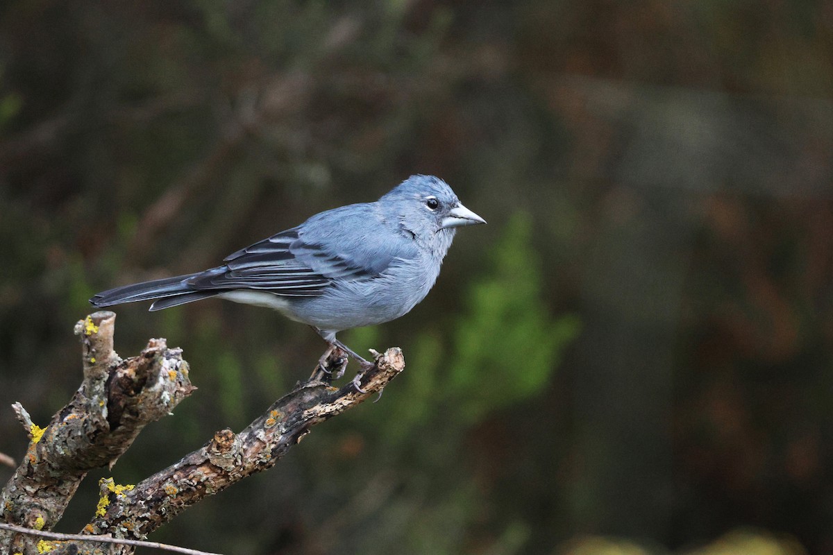 Pinson bleu - ML643646882