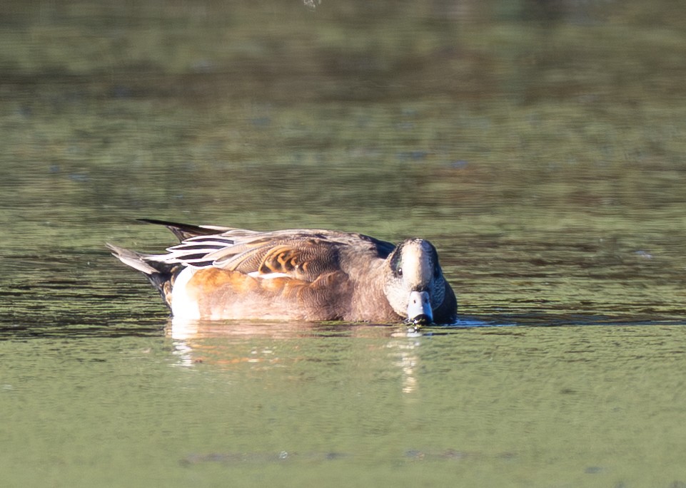 American Wigeon - ML643646885