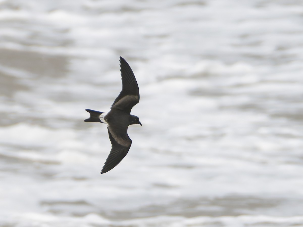 Leach's Storm-Petrel - ML643646898