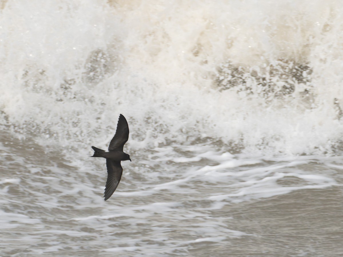 Leach's Storm-Petrel - ML643646899