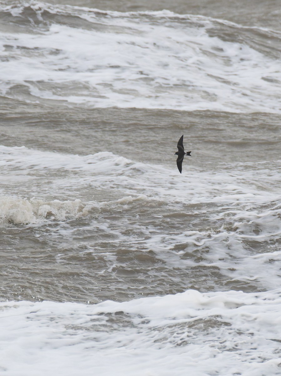 Leach's Storm-Petrel - ML643646901