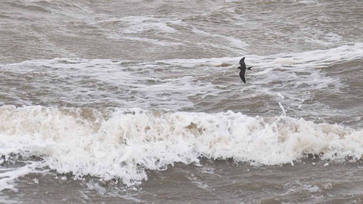 Leach's Storm-Petrel - ML643646902