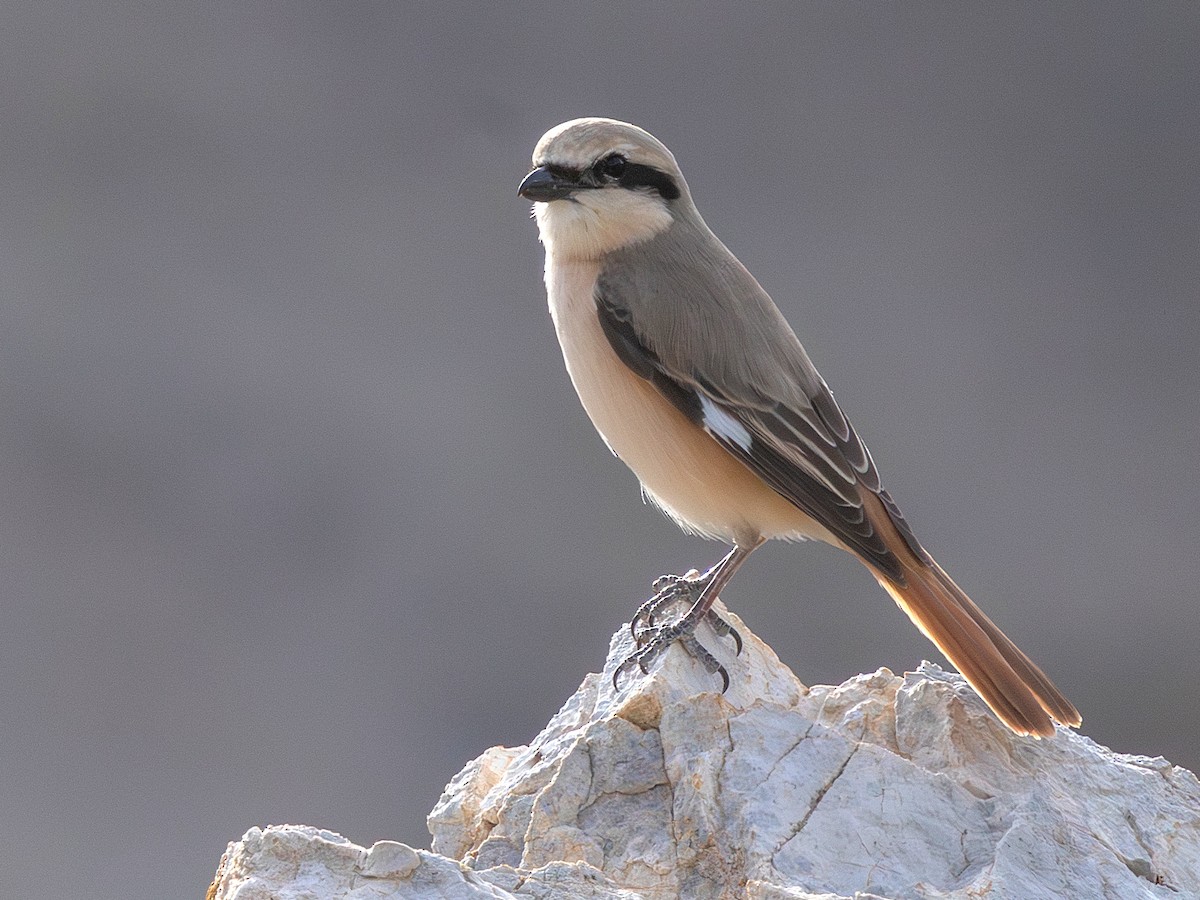 Alcaudón Isabel (isabellinus) - ML643646904