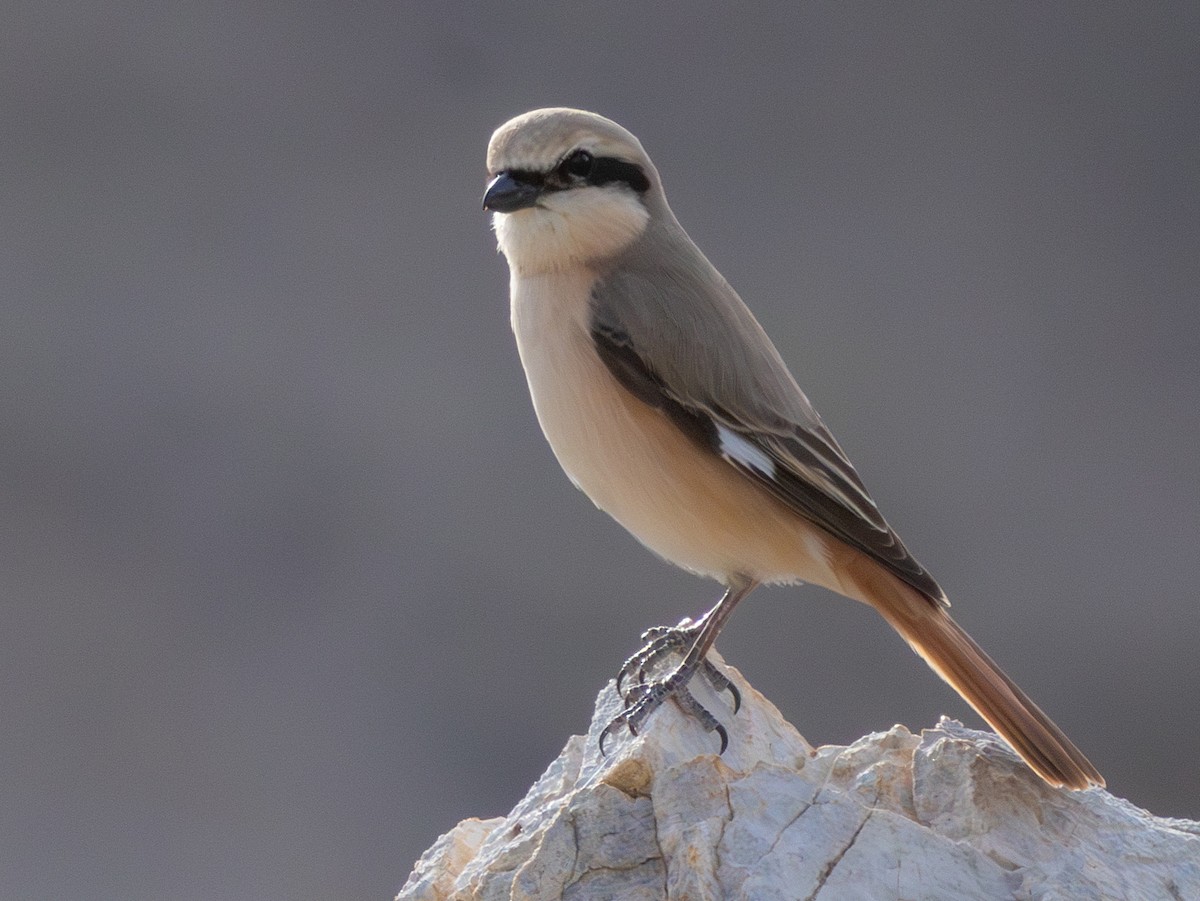 Alcaudón Isabel (isabellinus) - ML643646905