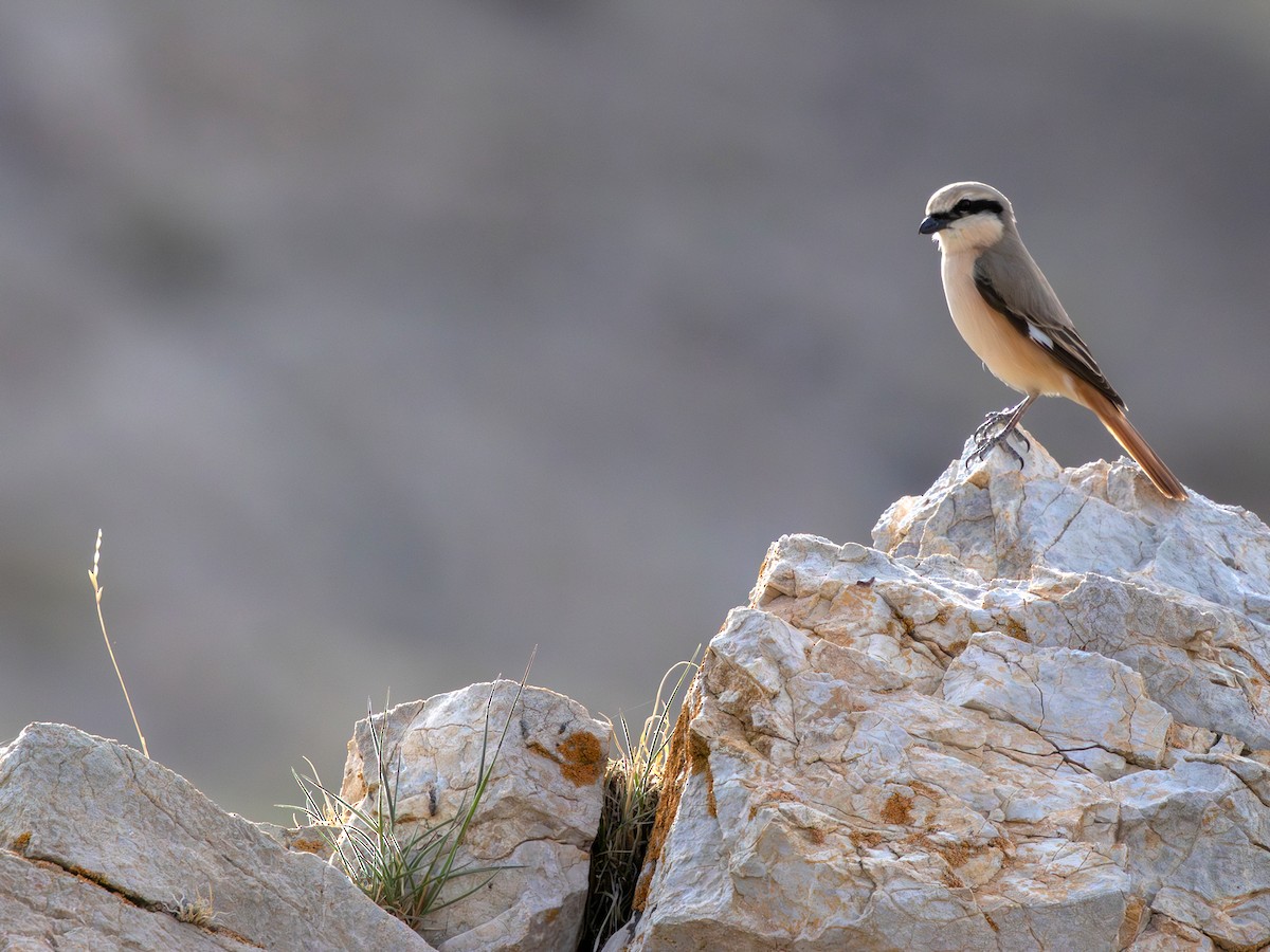 Alcaudón Isabel (isabellinus) - ML643646906