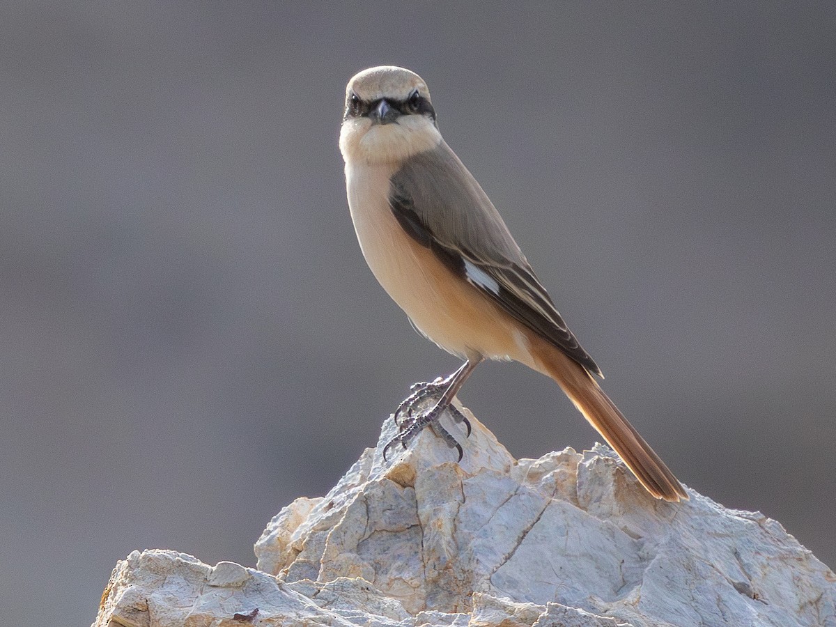 Alcaudón Isabel (isabellinus) - ML643646907