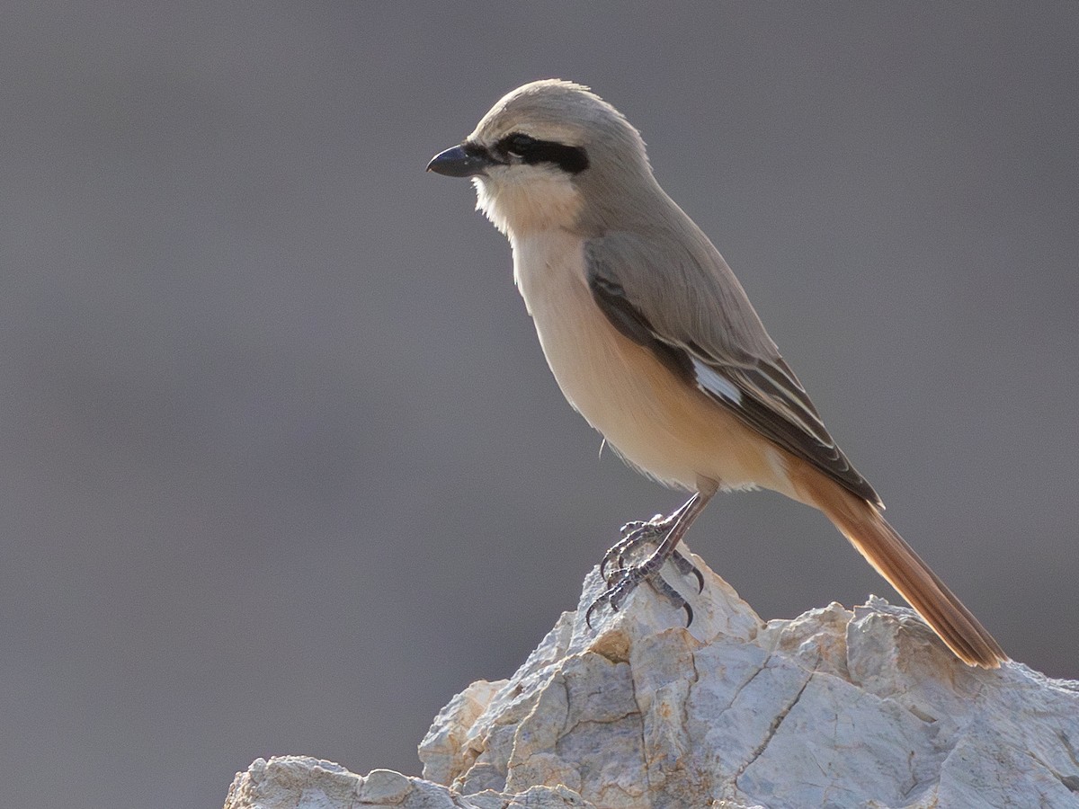 Alcaudón Isabel (isabellinus) - ML643646908