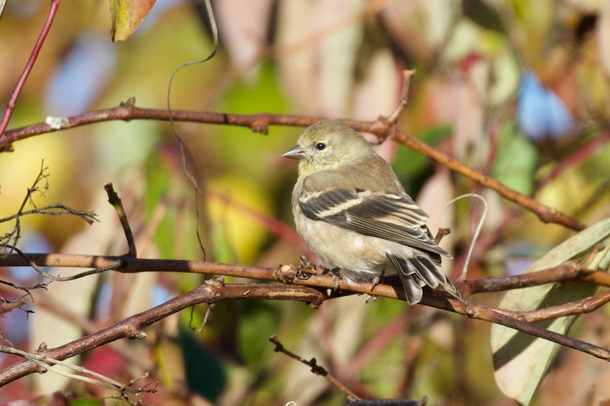 American Goldfinch - ML643646946