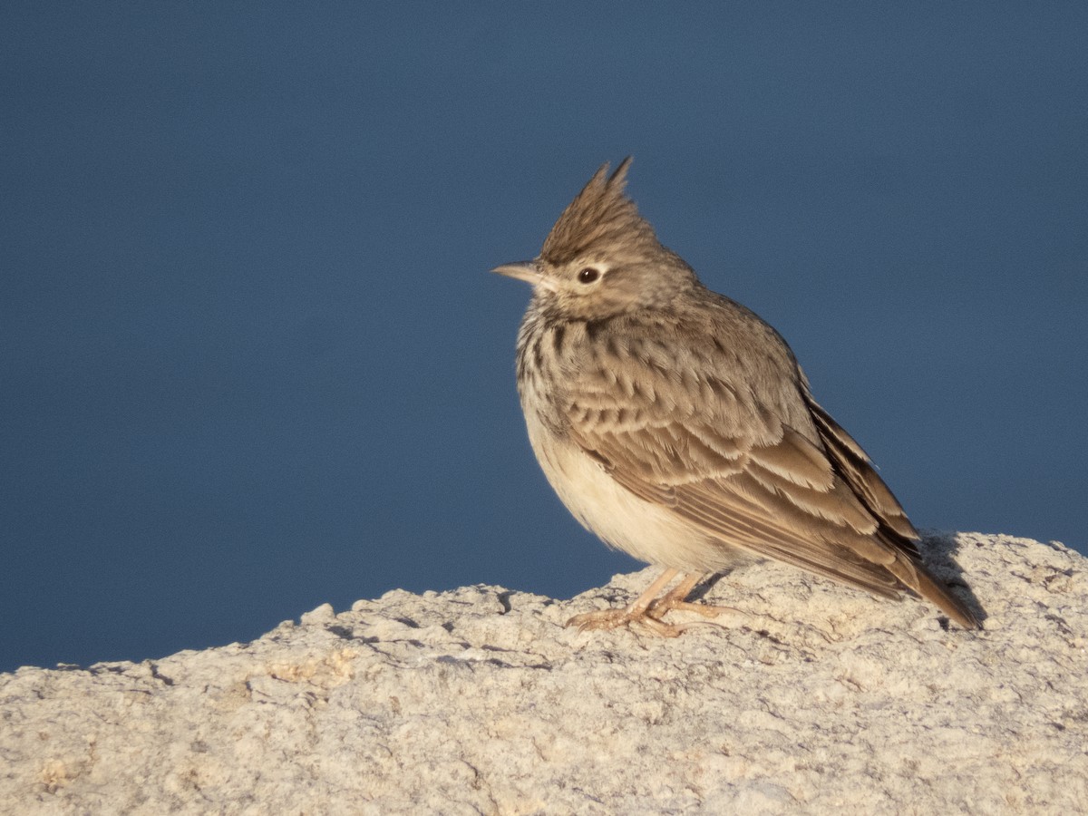 Thekla's Lark - ML643646952