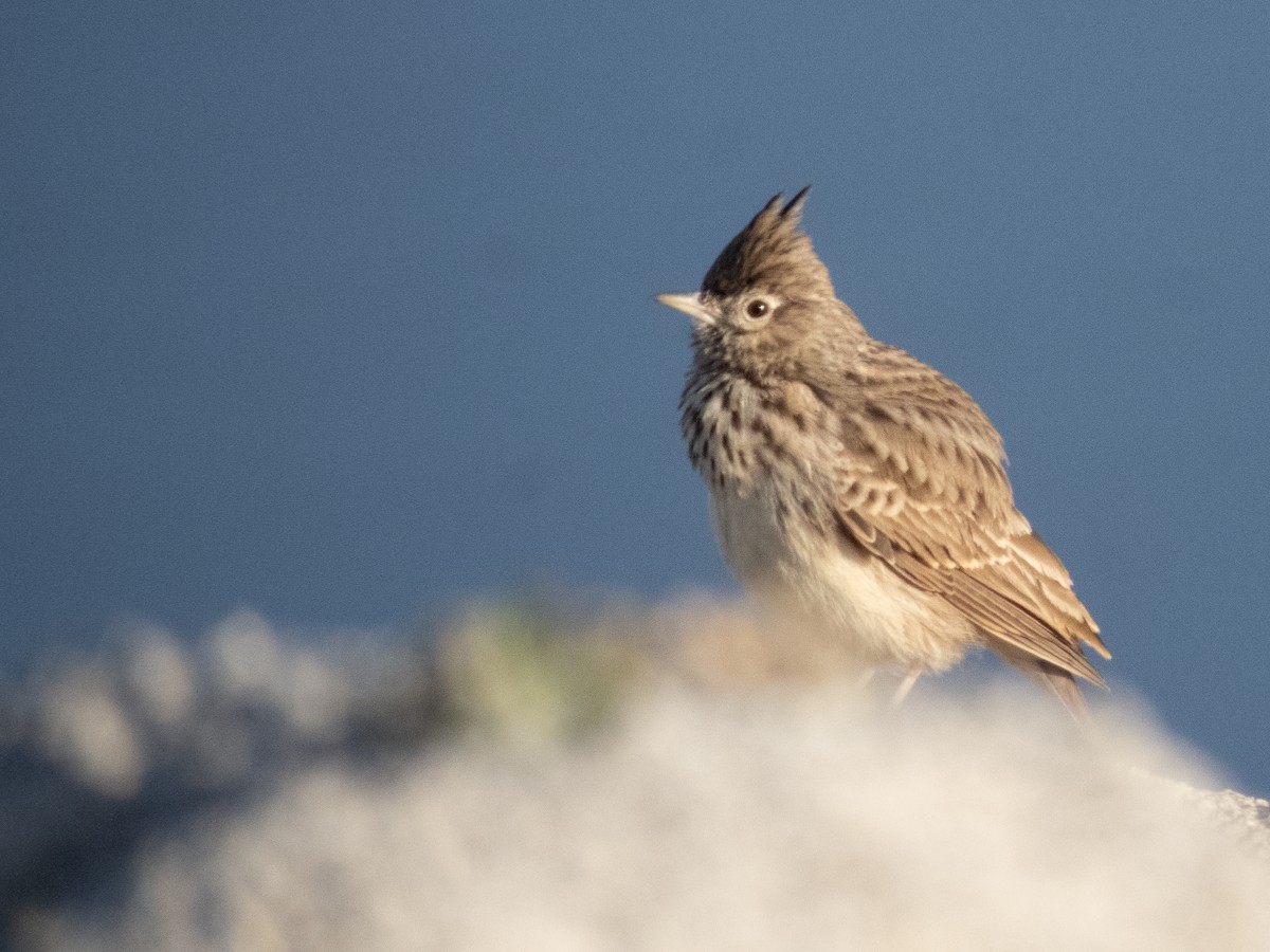 Thekla's Lark - ML643646953