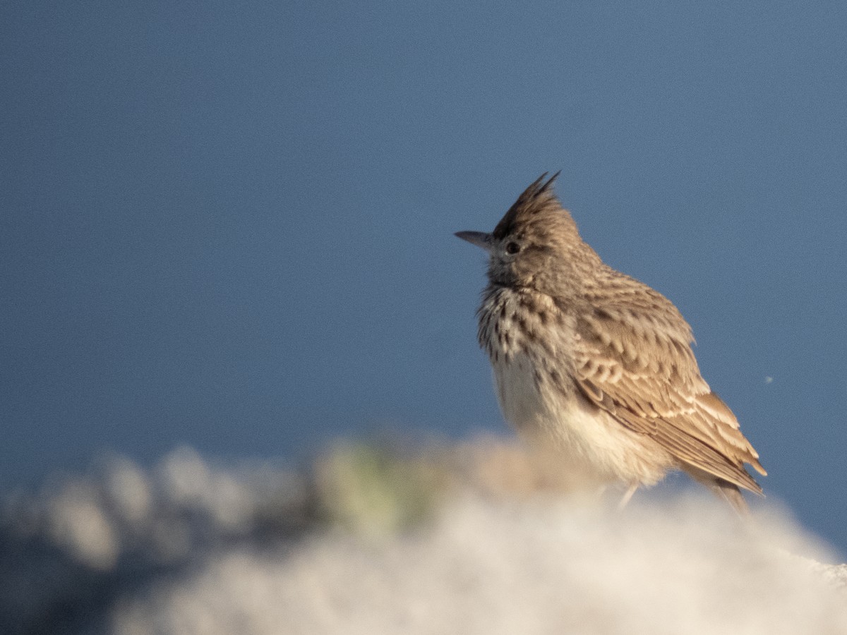 Thekla's Lark - ML643646954