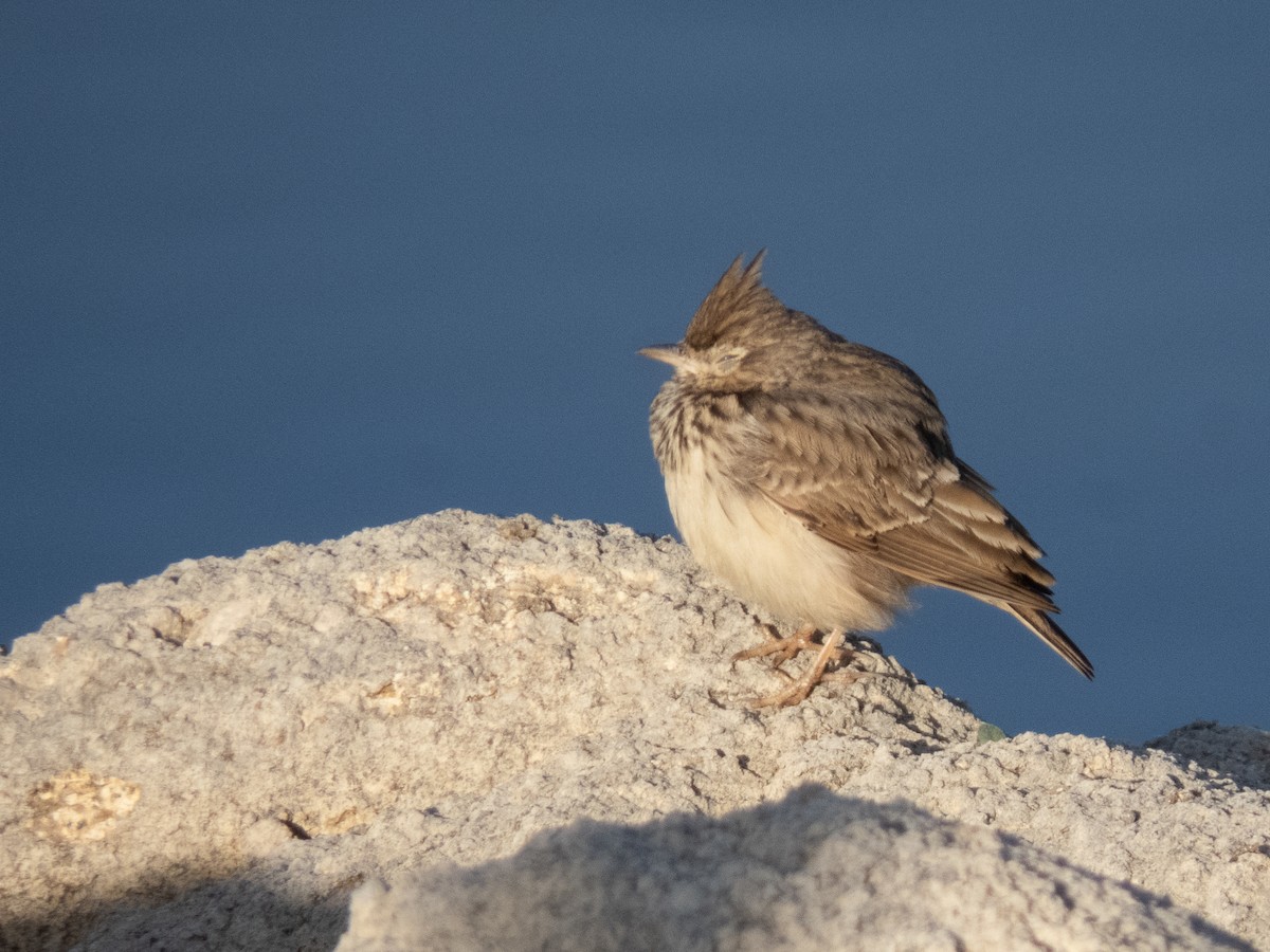 Thekla's Lark - ML643646955
