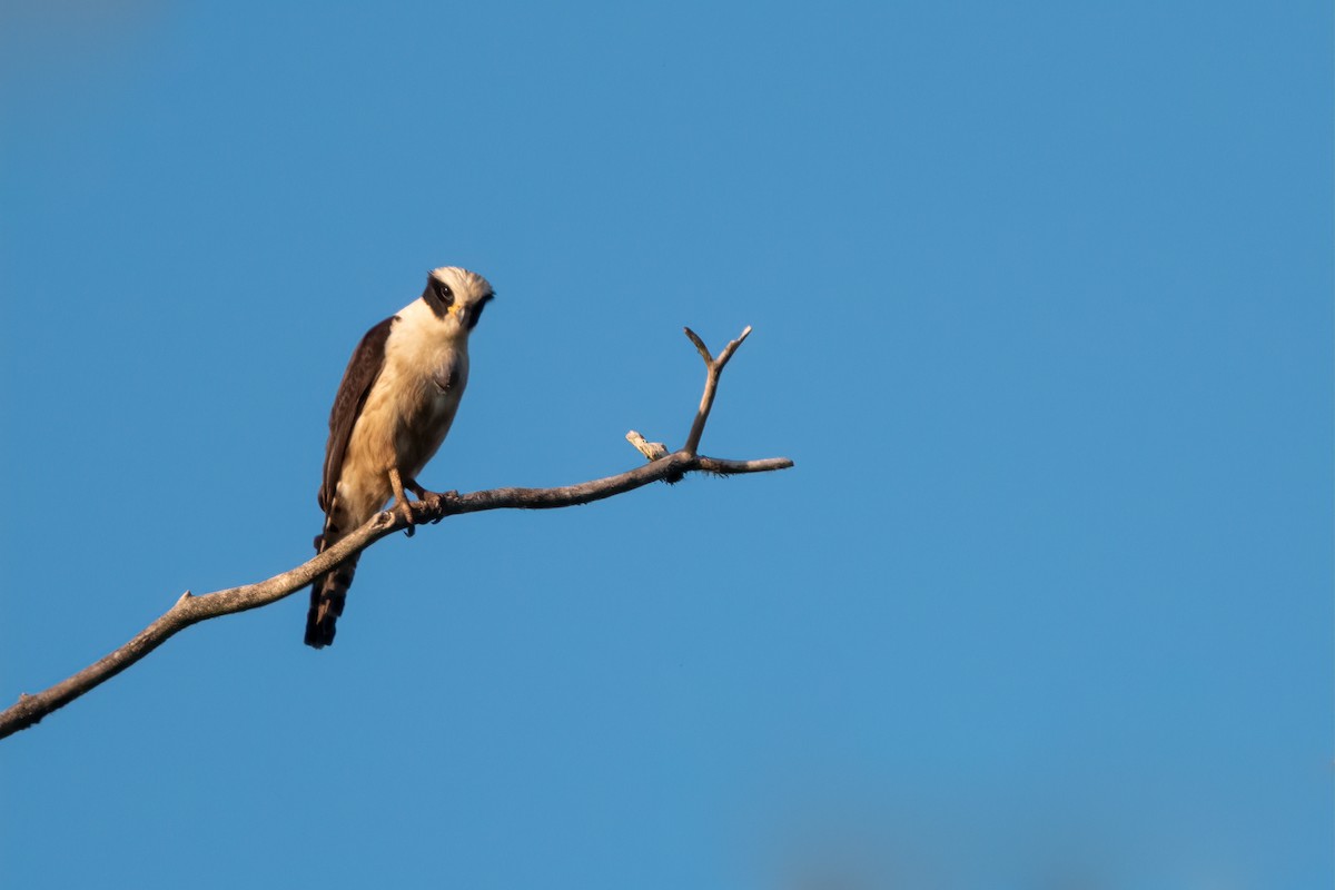 Laughing Falcon - ML643646968