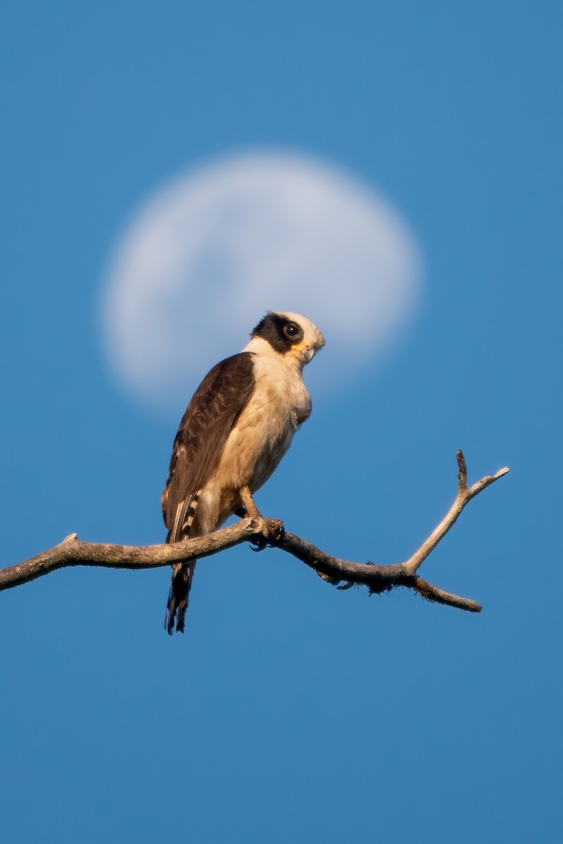 Laughing Falcon - ML643646969