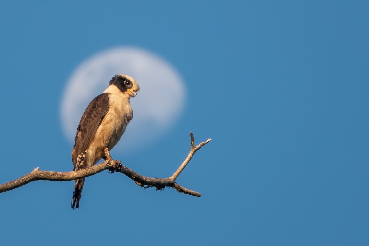 Laughing Falcon - ML643646970
