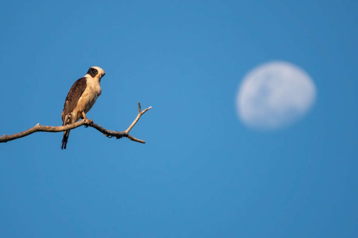 Laughing Falcon - ML643646971