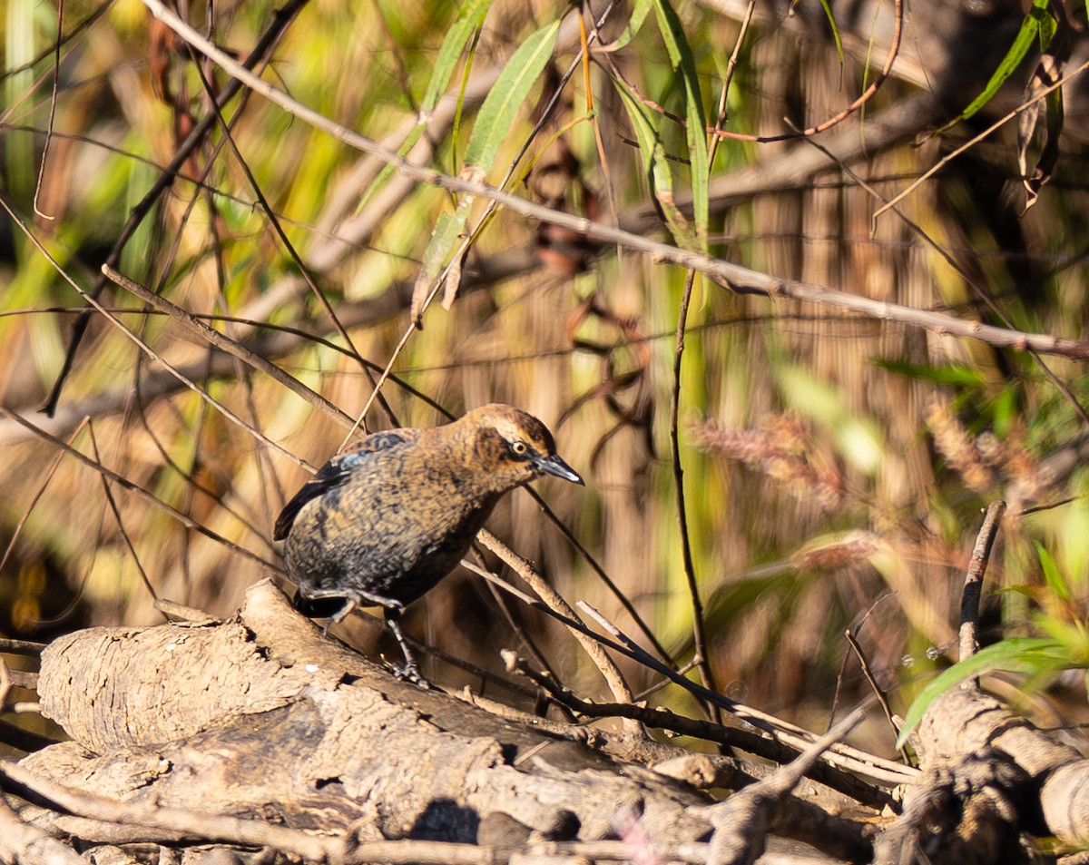 Rusty Blackbird - ML643646972