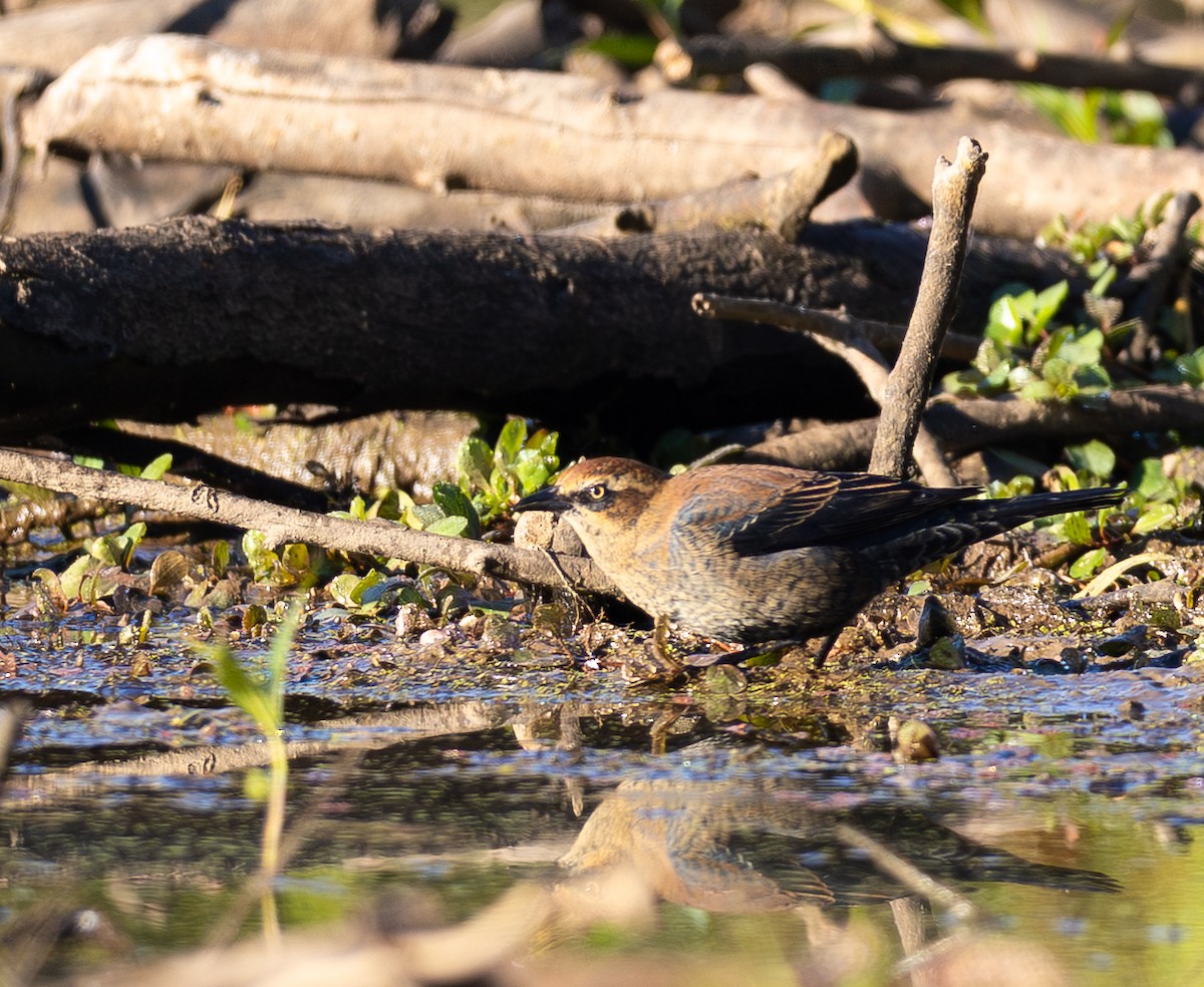 Rusty Blackbird - ML643646973