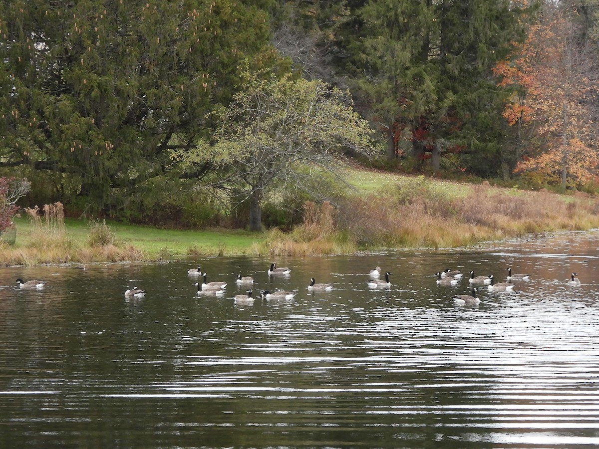 Kanada Kazı - ML643646983