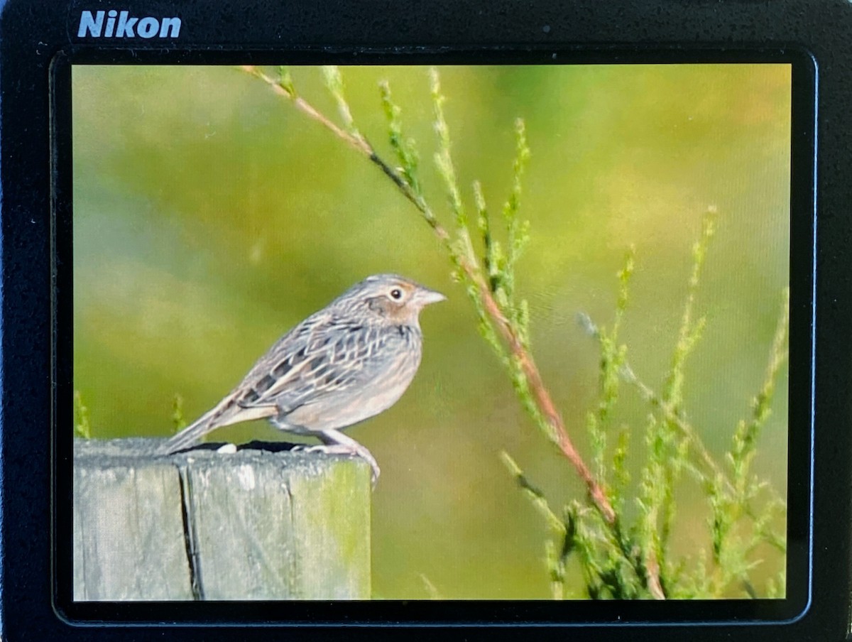 Grasshopper Sparrow - ML643646987
