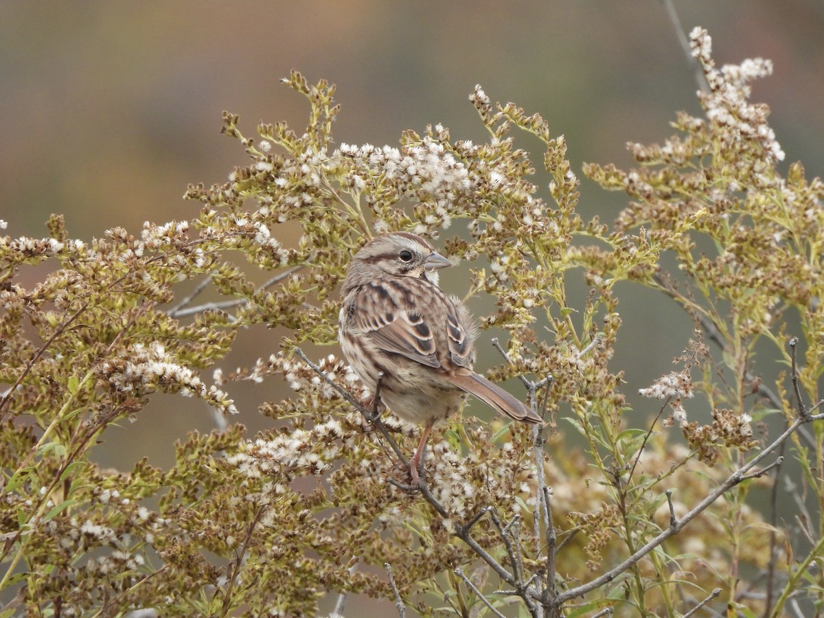 Ötücü Serçe - ML643646988