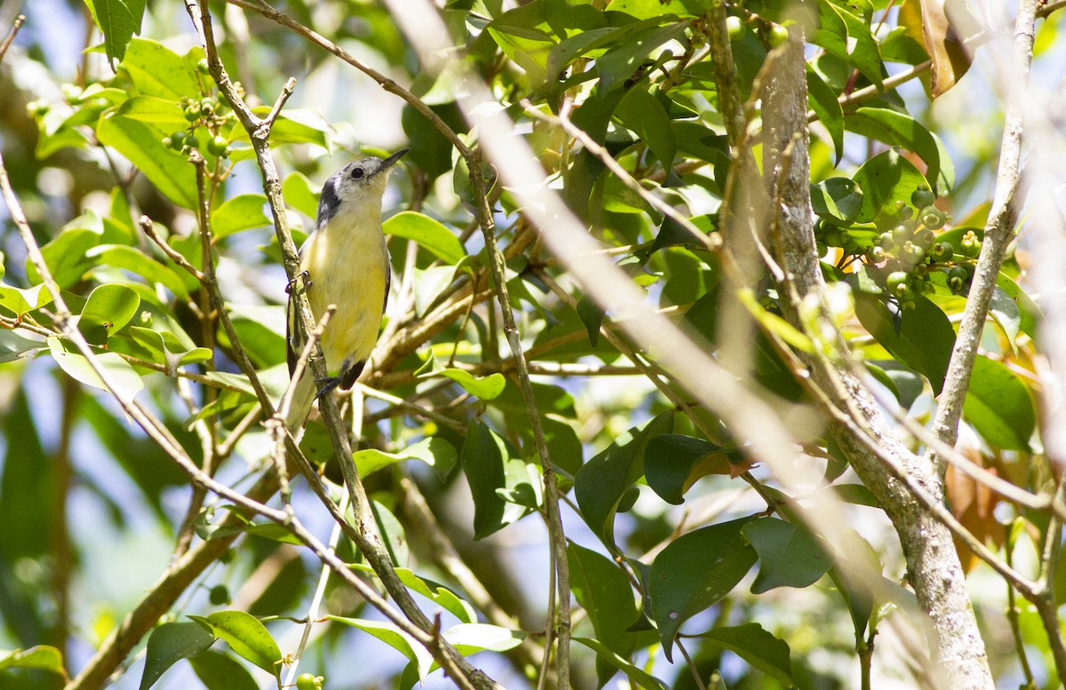 Creamy-bellied Gnatcatcher - ML643647014