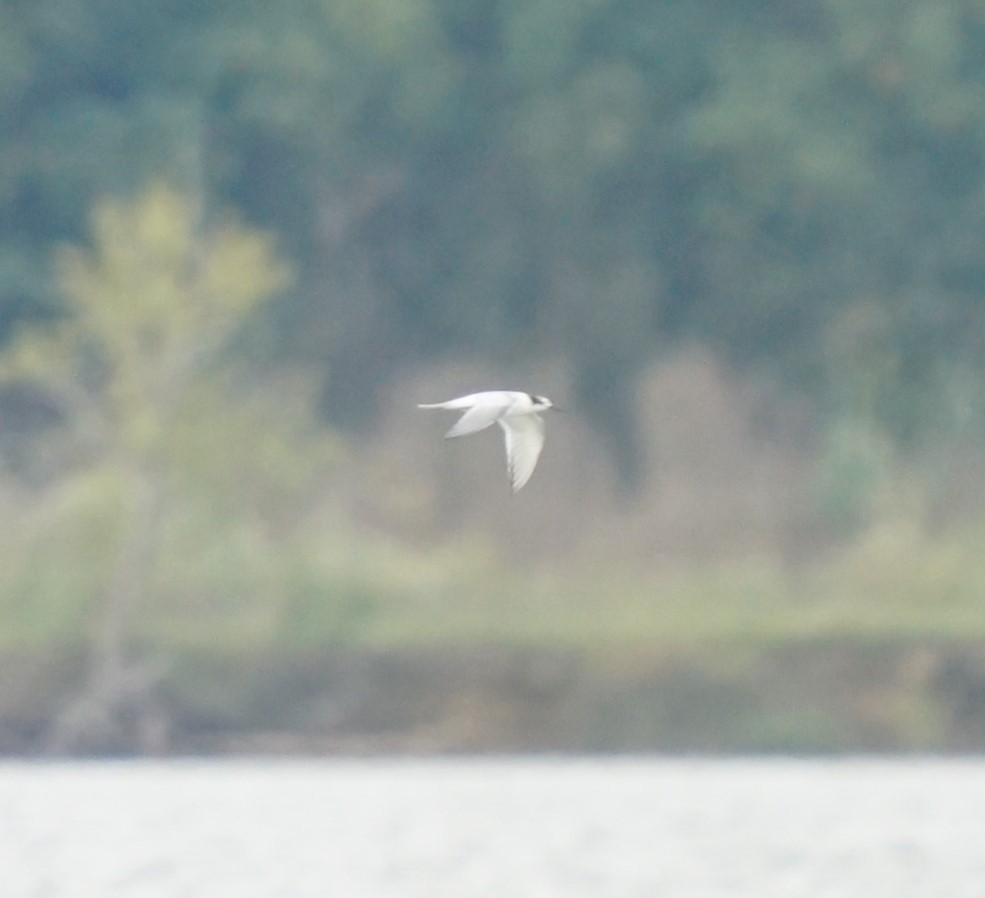 Forster's Tern - ML643647022