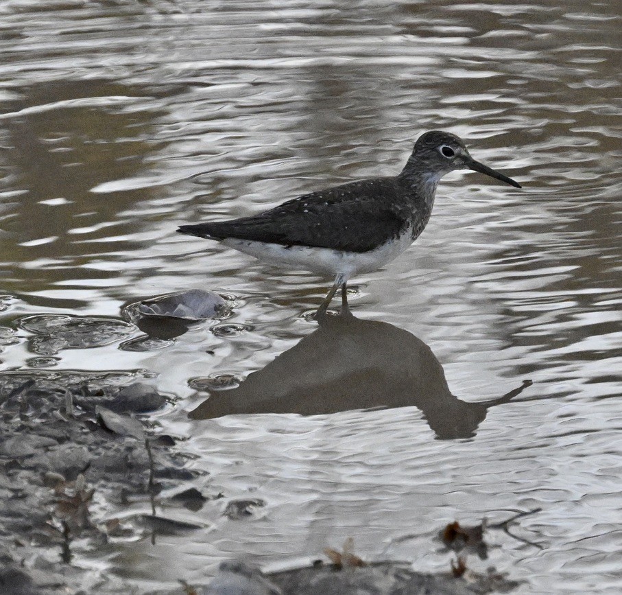 Solitary Sandpiper - ML643647062