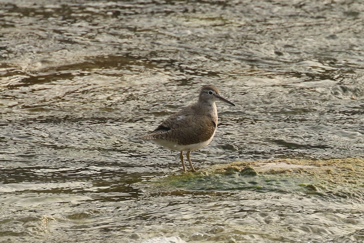 Common Sandpiper - ML643647078