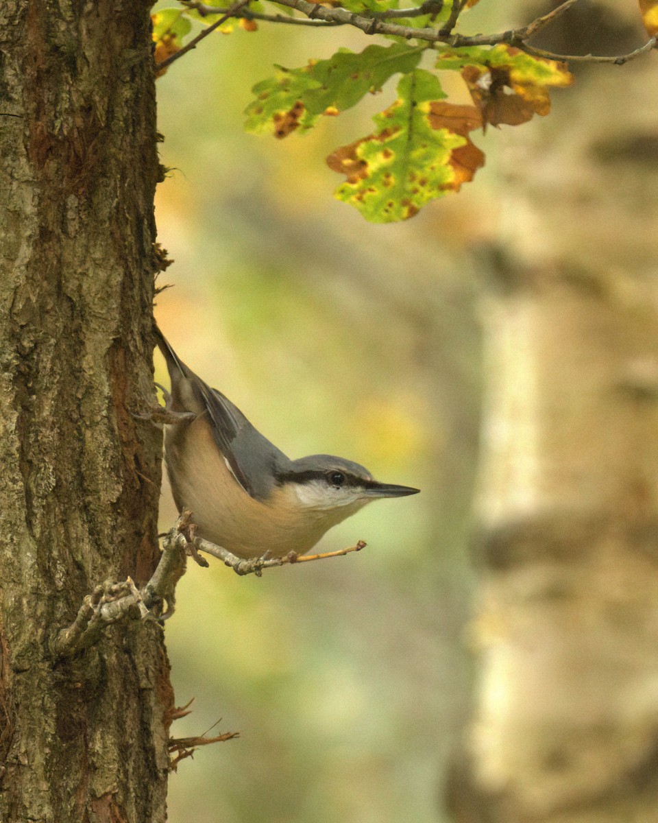 Eurasian Nuthatch - ML643647125