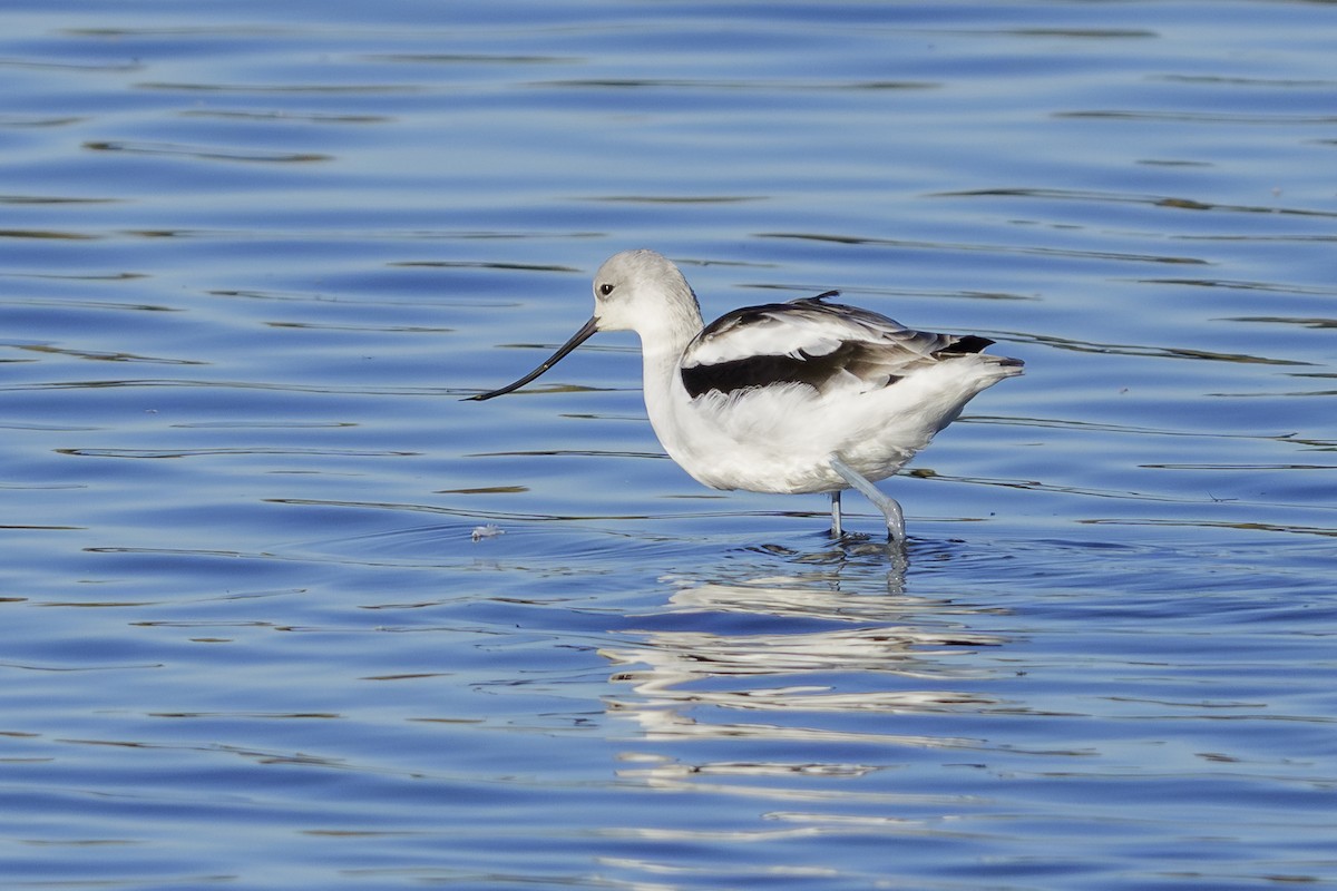 American Avocet - ML643647129