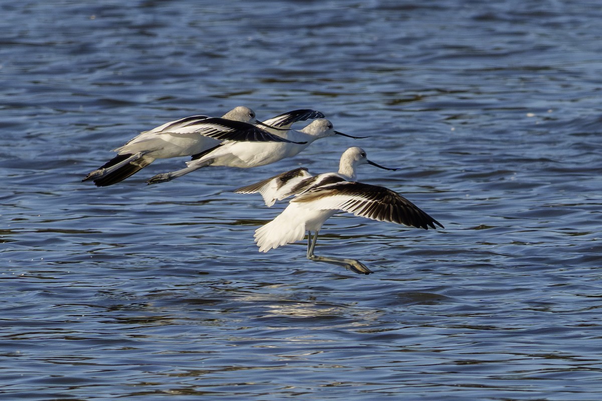 American Avocet - ML643647130
