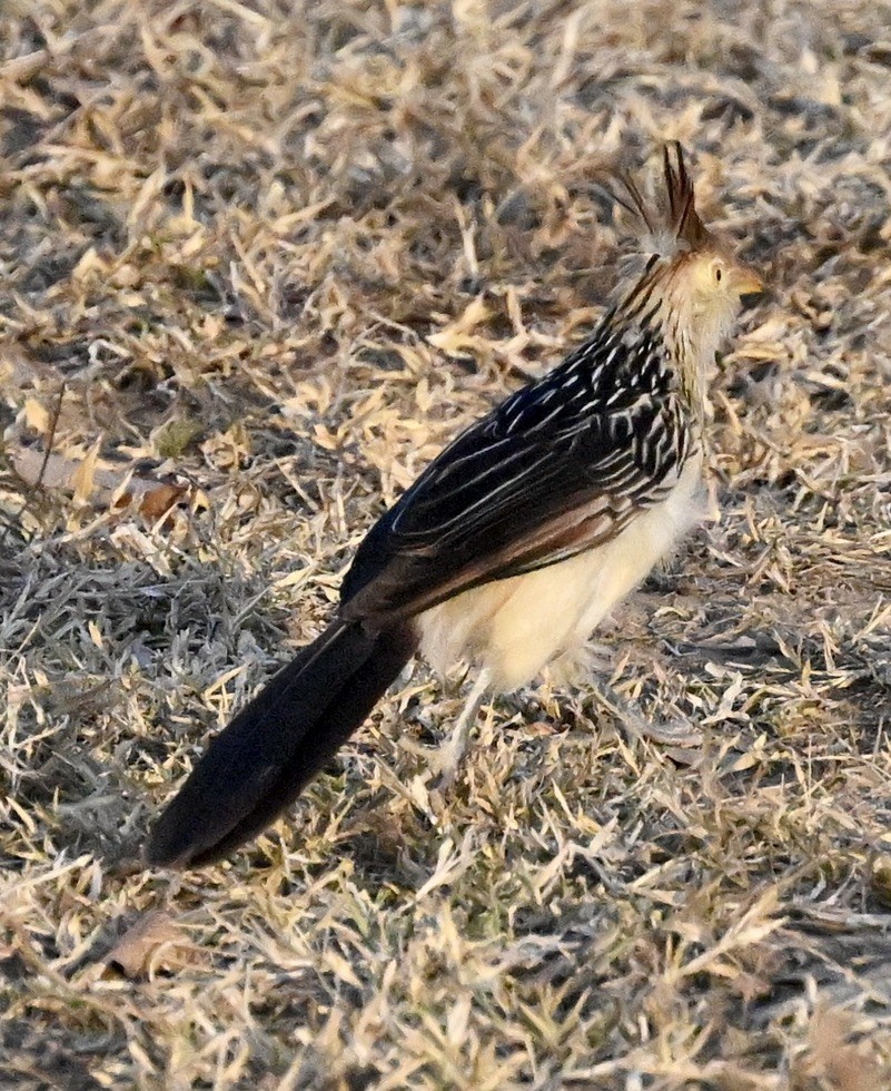 Guira Cuckoo - ML643647142