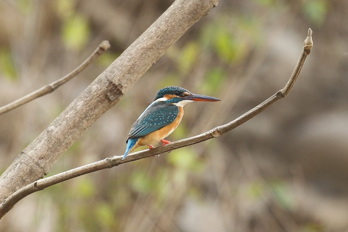 Common Kingfisher - ML643647143
