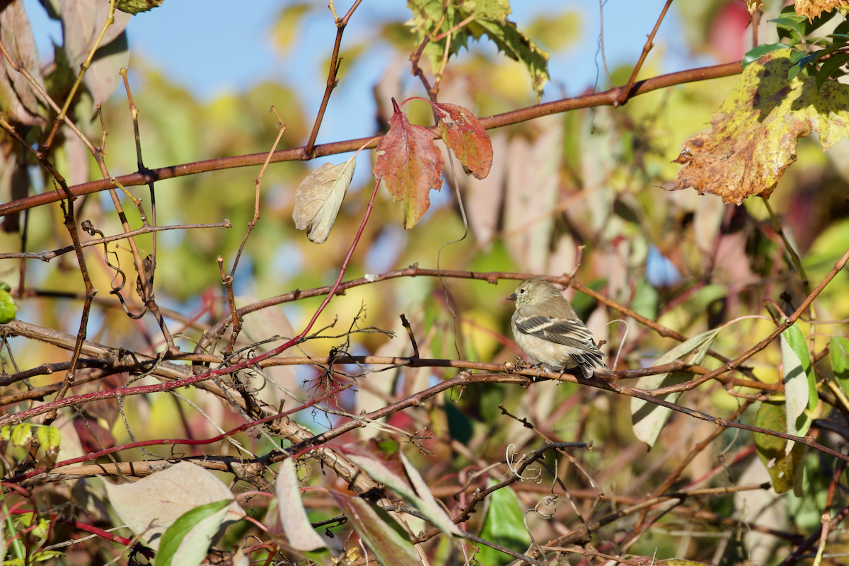 American Goldfinch - ML643647148