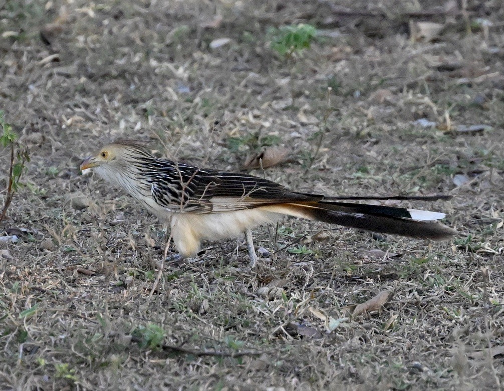 Guira Cuckoo - ML643647165