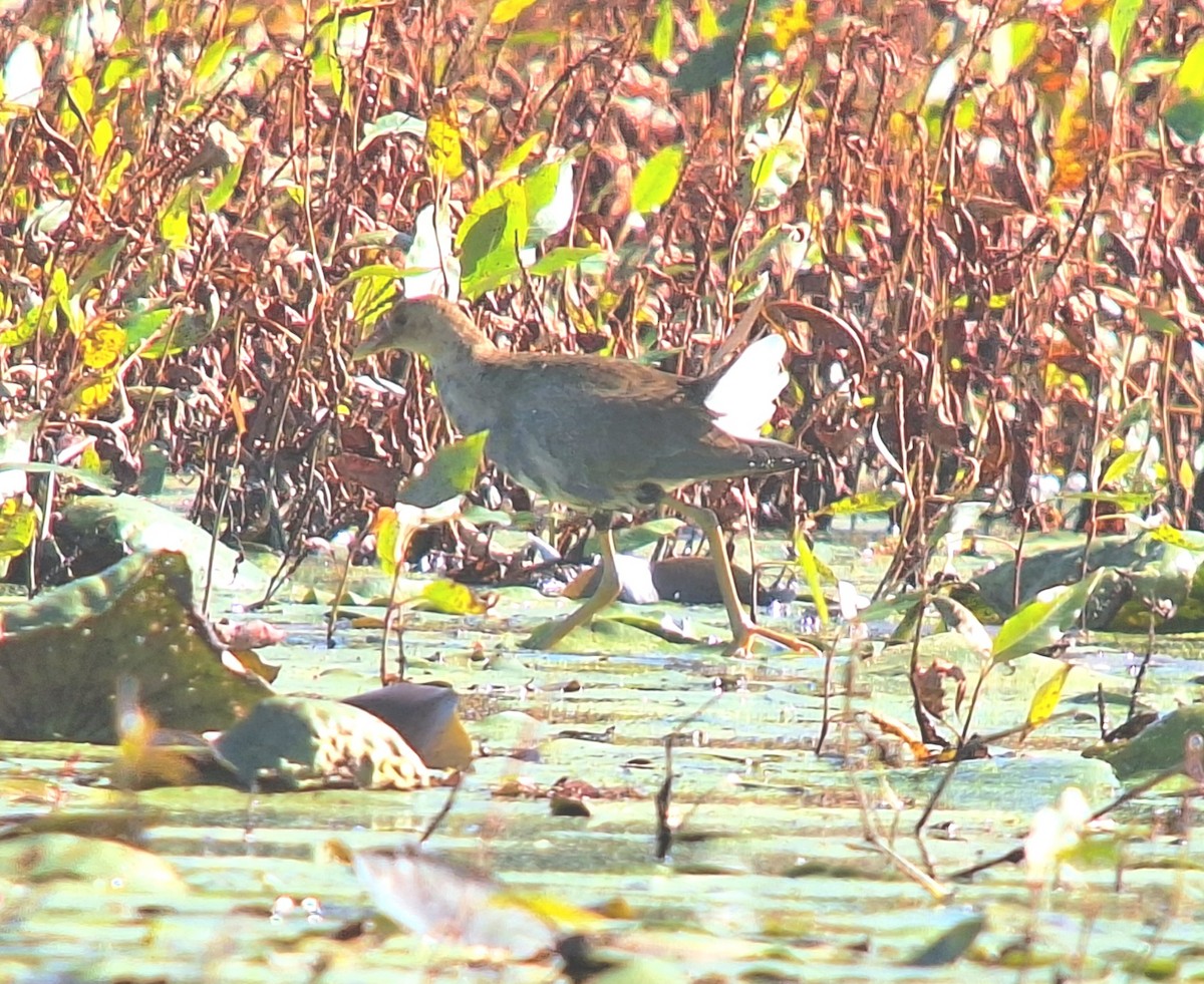 slípka žlutonohá - ML643647184