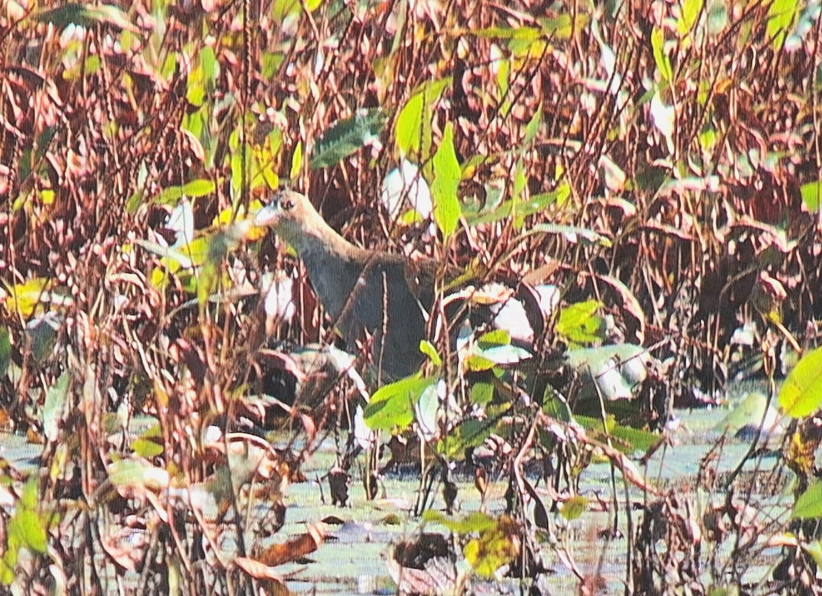 slípka žlutonohá - ML643647185