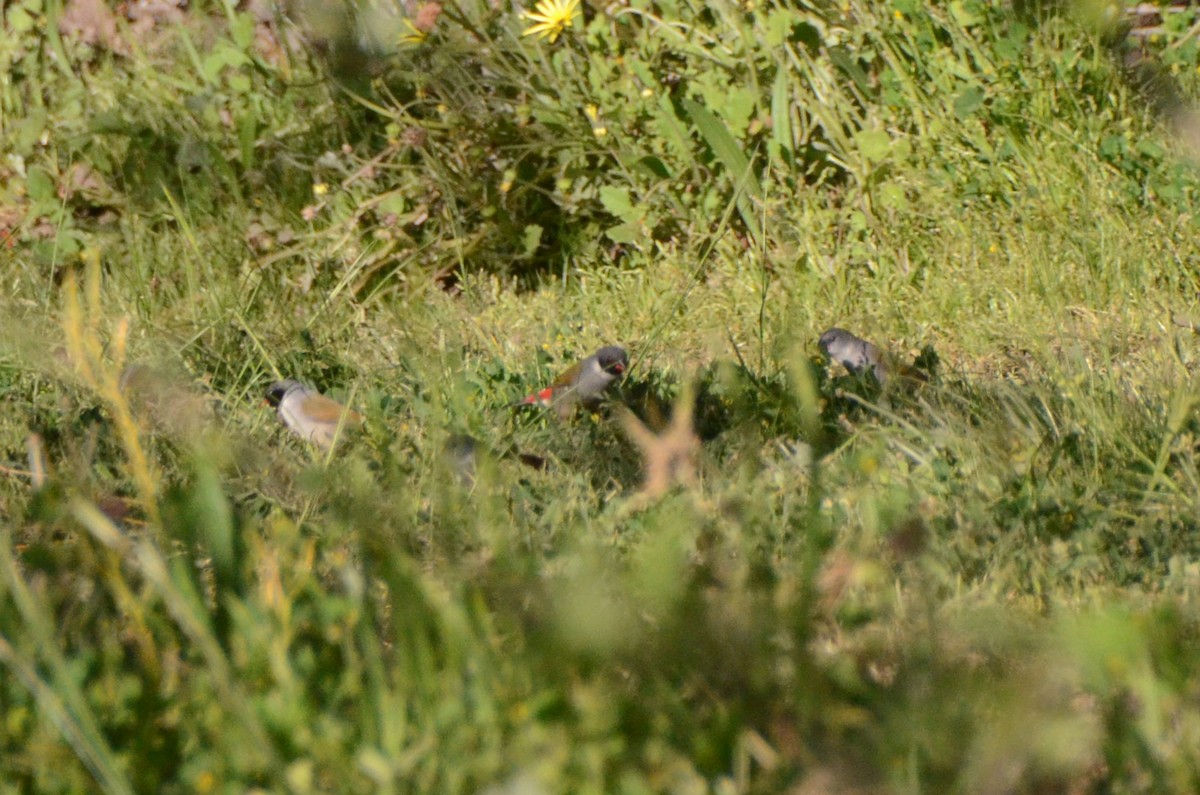 Swee Waxbill - ML643647190
