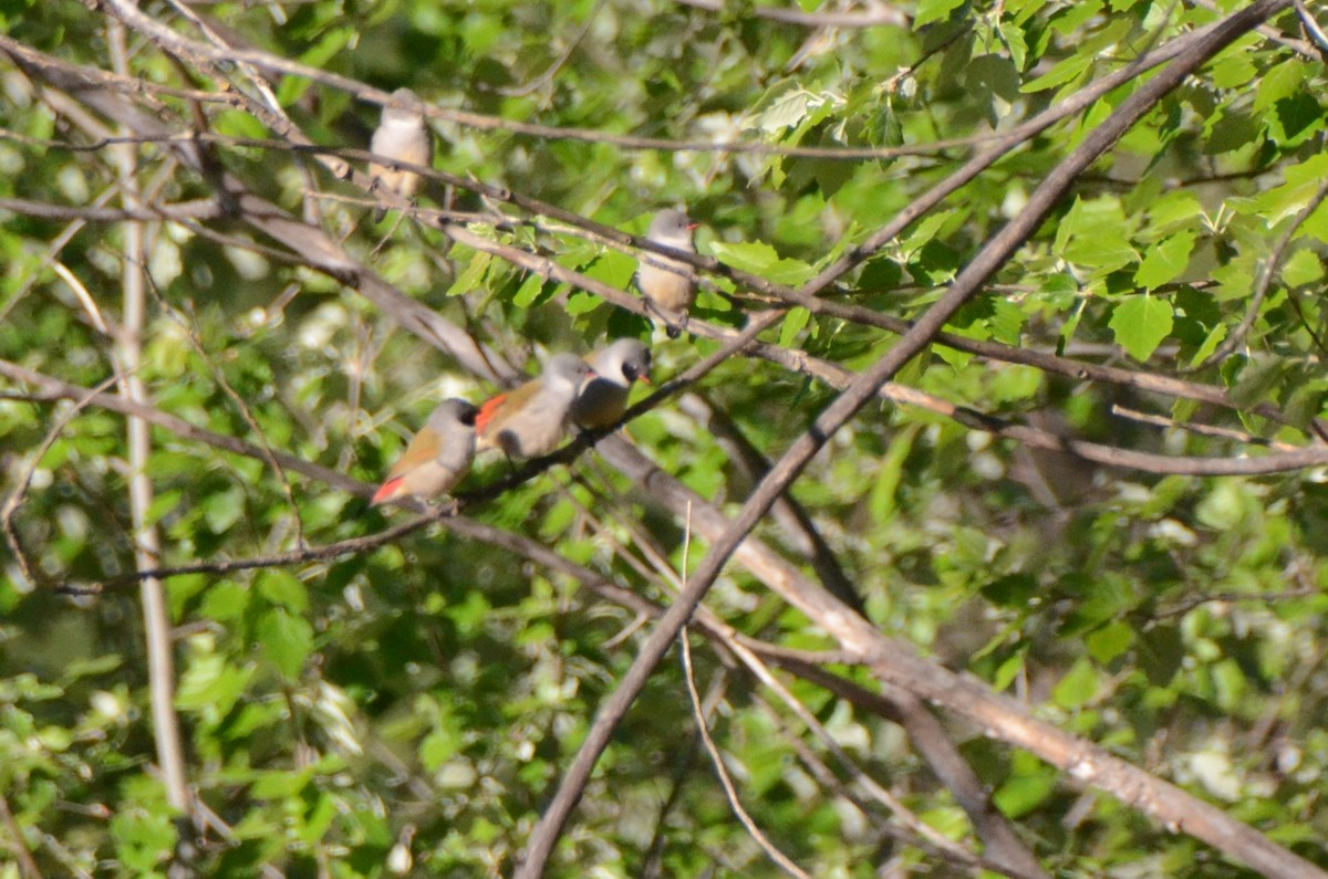 Swee Waxbill - ML643647212