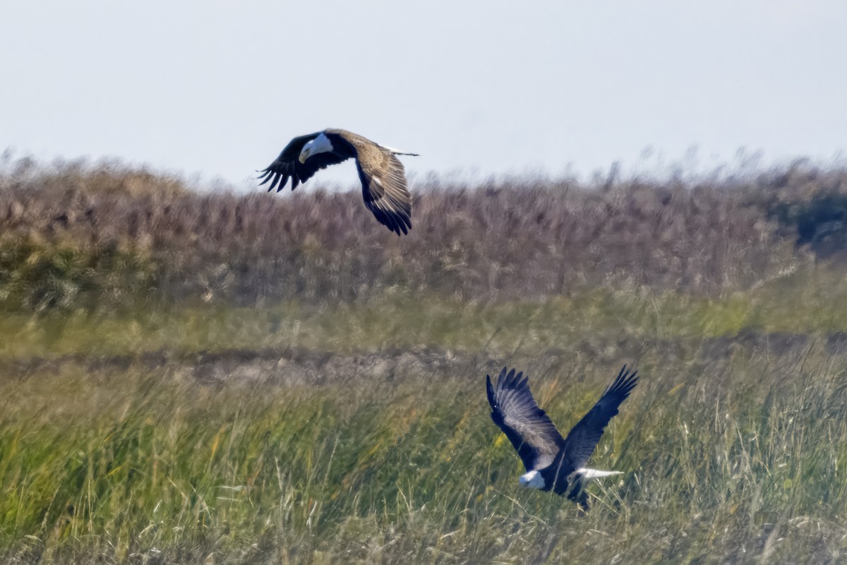 ハクトウワシ - ML643647237