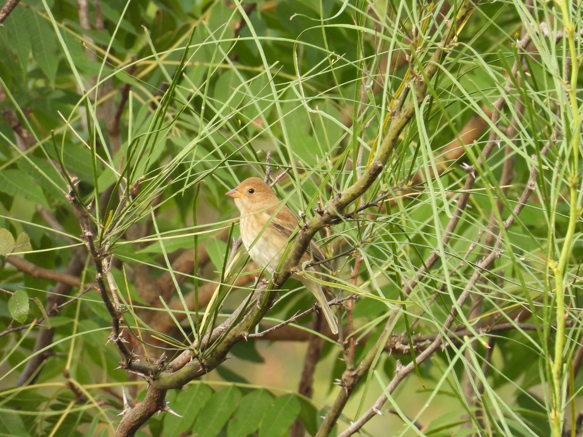 Indigo Bunting - ML643647239