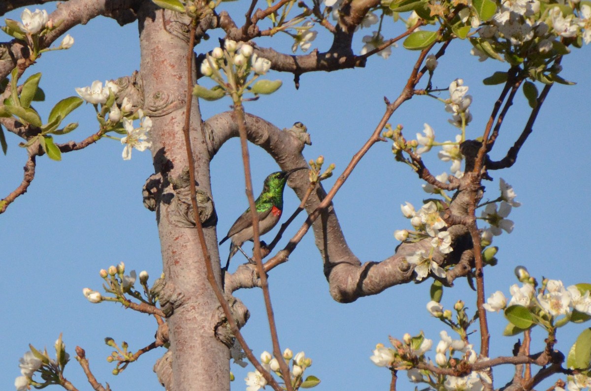 Southern Double-collared Sunbird - ML643647253