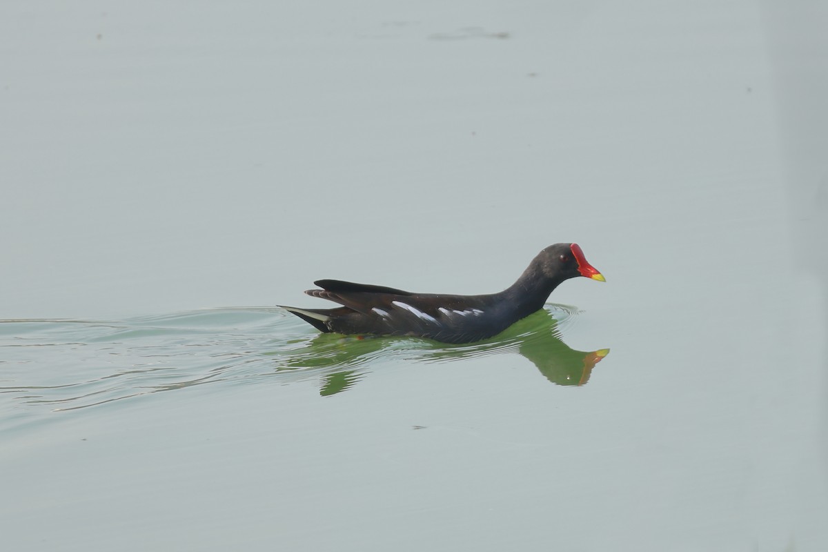 紅冠水雞 - ML643647265