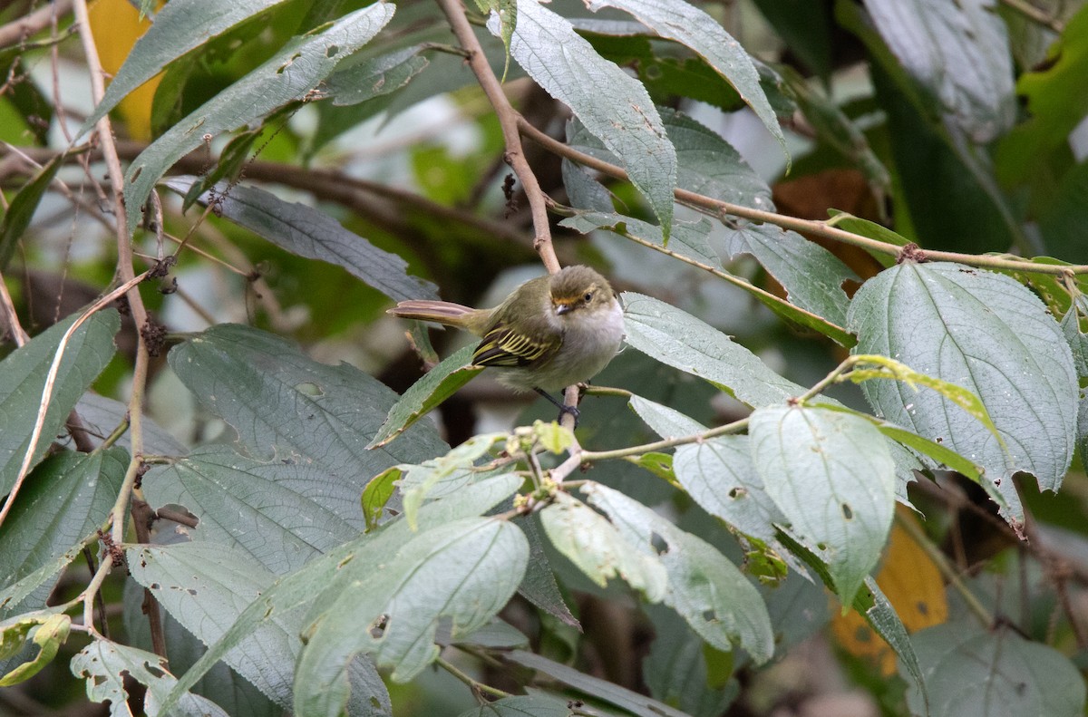 Choco Tyrannulet - ML643647267