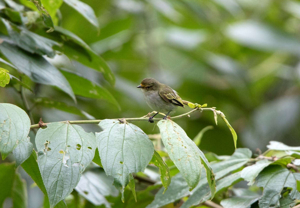 Choco Tyrannulet - ML643647268